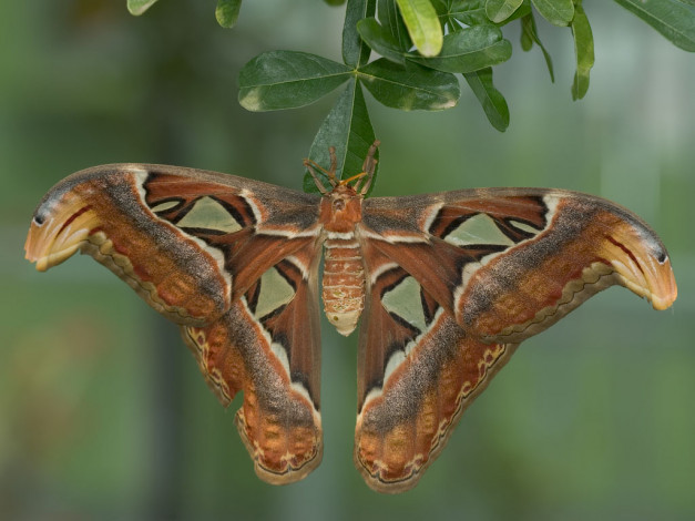 Обои картинки фото животные, бабочки