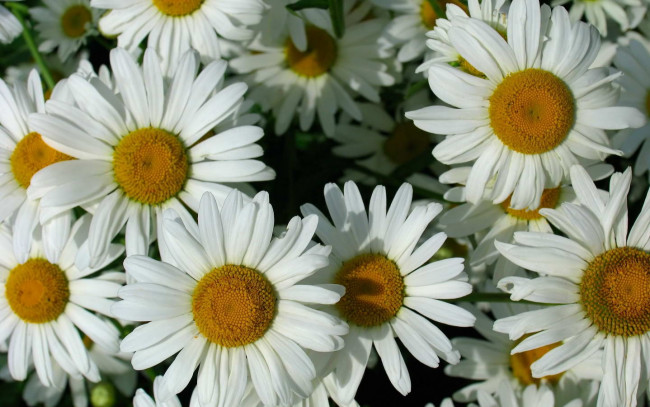 Обои картинки фото цветы, ромашки