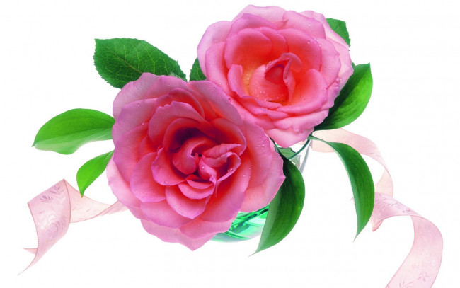 Обои картинки фото цветы, розы