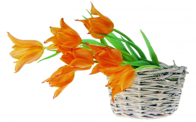 Обои картинки фото цветы, тюльпаны