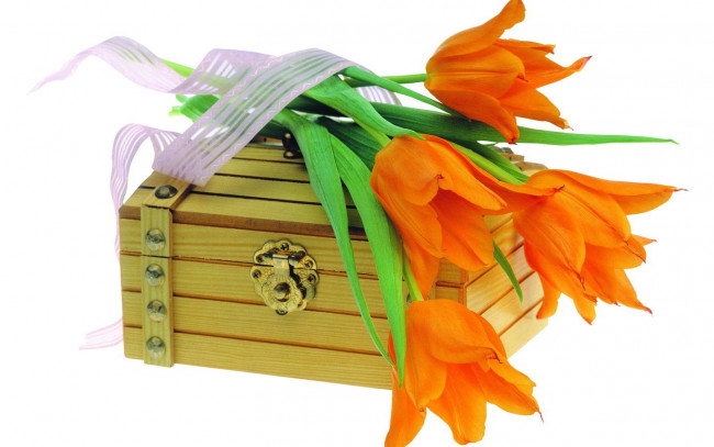 Обои картинки фото цветы, тюльпаны