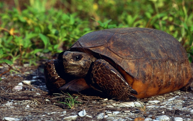 Обои картинки фото животные, Черепахи
