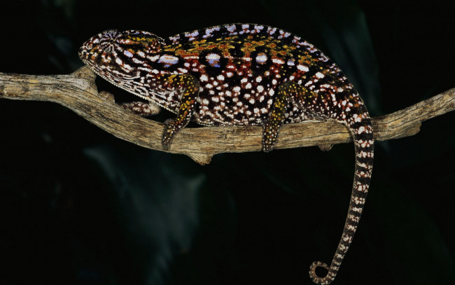 Обои картинки фото животные, хамелеоны