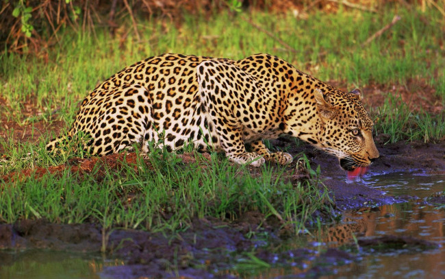 Обои картинки фото животные, леопарды