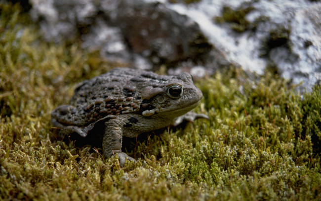 Обои картинки фото животные, лягушки