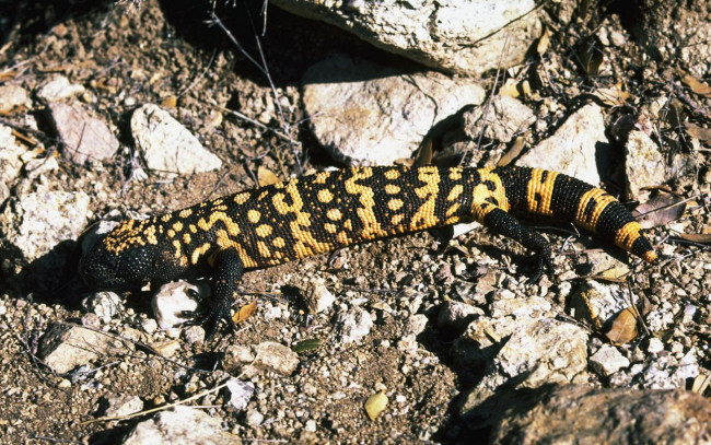 Обои картинки фото животные, Ящерицы, игуаны, вараны