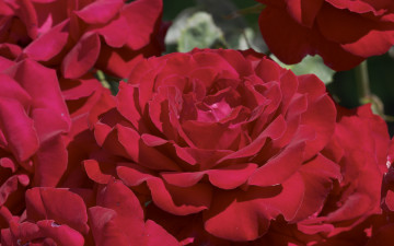 Картинка цветы розы