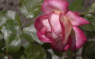 Картинка цветы розы