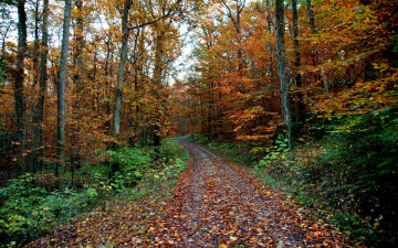 Картинка природа дороги