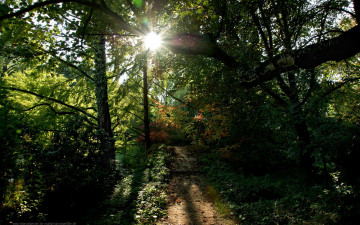 Картинка природа лес