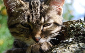 Картинка животные коты