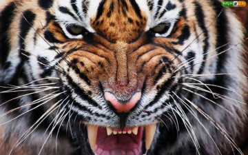 Картинка животные тигры