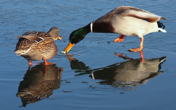 Картинка животные утки