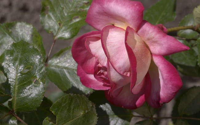 Обои картинки фото цветы, розы