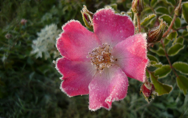 Обои картинки фото цветы, шиповник