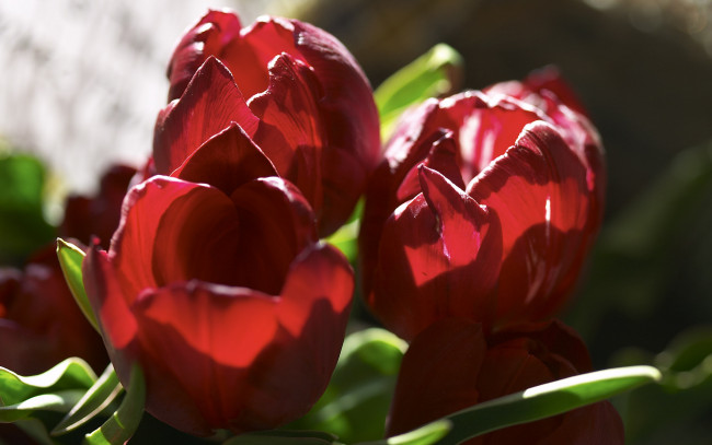 Обои картинки фото цветы, тюльпаны