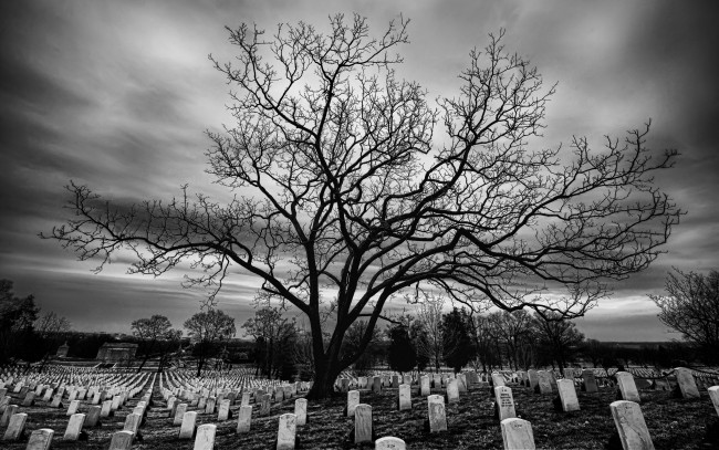 Обои картинки фото природа, деревья