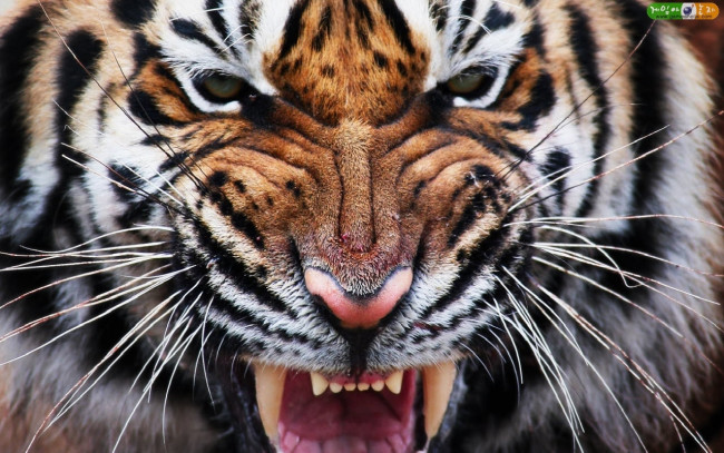 Обои картинки фото животные, тигры