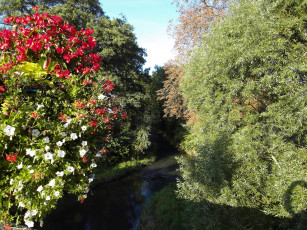 Картинка природа парк река деревья цетущие кусты