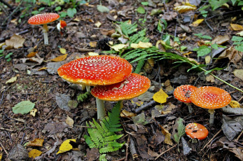 Картинка природа грибы мухомор мухоморы