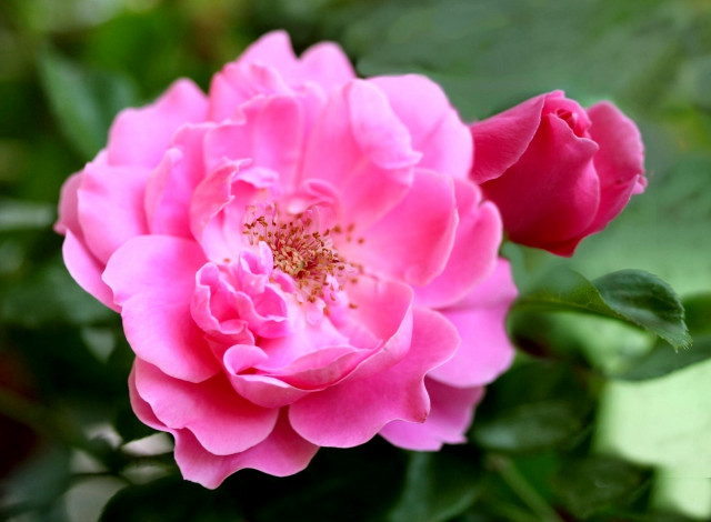 Обои картинки фото цветы, розы, розовый, бутон