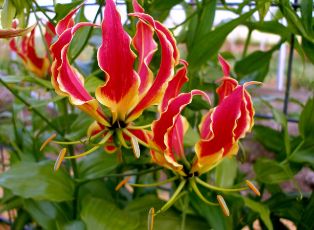 Обои картинки фото глориоза, цветы, лепестки, красный