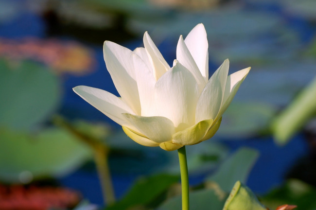 Обои картинки фото цветы, лотосы, белый, нежность