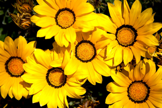 Обои картинки фото цветы, газания, много, яркий, желтый