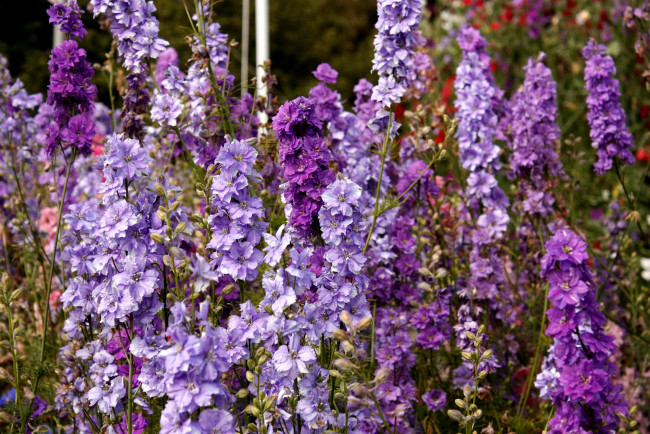 Обои картинки фото цветы, дельфиниум, много, сиреневый, высокий