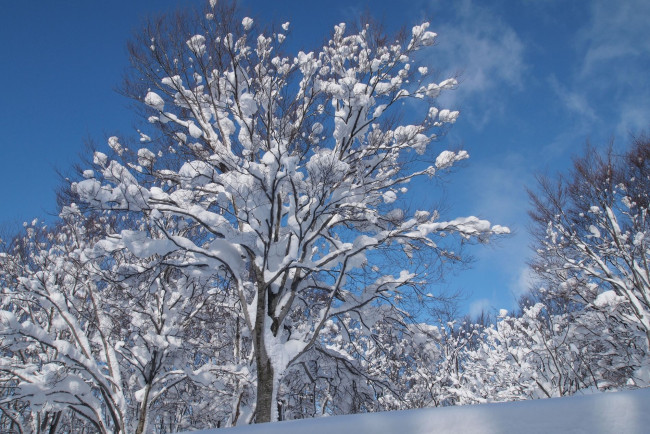 Обои картинки фото природа, зима, снег