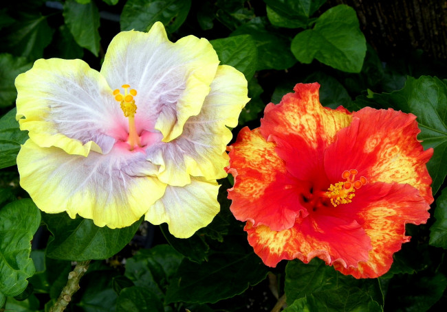 Обои картинки фото цветы, гибискусы, экзотика, красный, большой, желтый