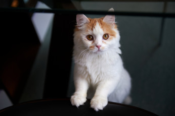 Картинка животные коты взгляд