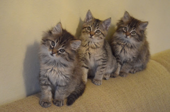 Картинка животные коты котята троица