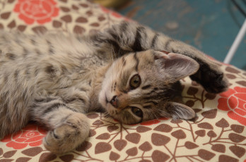 Картинка животные коты котёнок