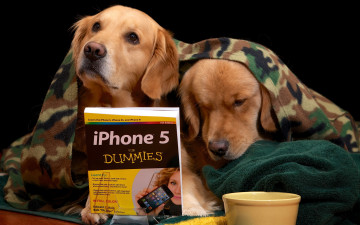 Картинка животные собаки книга плед