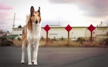 Картинка животные собаки взгляд собака