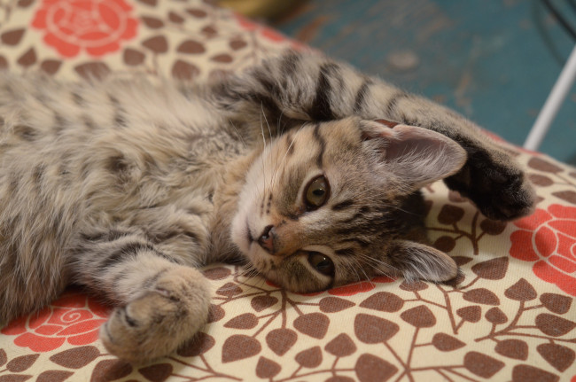 Обои картинки фото животные, коты, котёнок