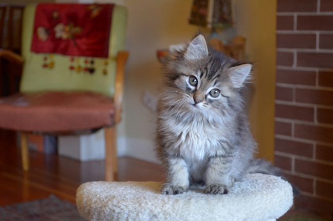 Обои картинки фото животные, коты, котёнок