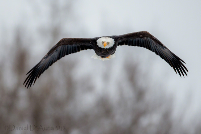 Обои картинки фото животные, птицы, хищники, полет, орлан