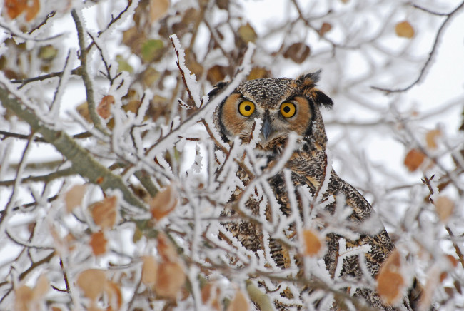 Обои картинки фото животные, совы, ушастая, сова, ветки, иней