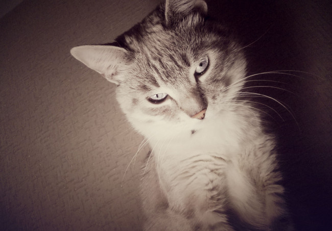 Обои картинки фото обои, кот, животные, коты