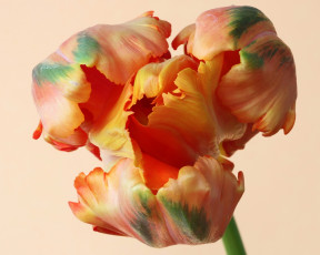 Картинка цветы тюльпаны тюльпан