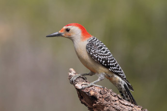 Картинка животные дятлы птичка