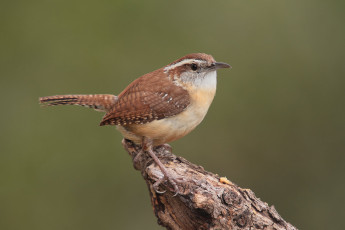Картинка животные птицы птичка