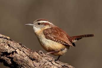 Картинка животные птицы птичка