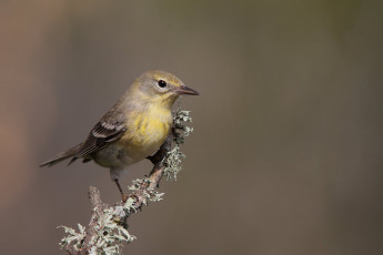 Картинка животные птицы птичка