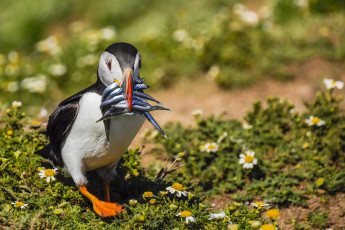 Картинка животные тупики птичка
