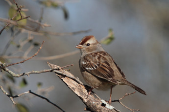 Картинка животные воробьи птичка