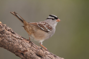 Картинка животные воробьи птичка
