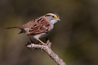 Картинка животные воробьи птичка